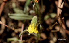 Hermannia lancifolia