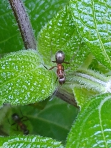 Formica retectaFormica retecta