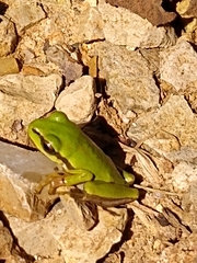 Hyla walkeri