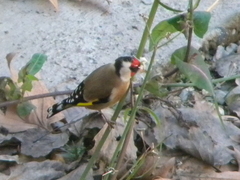 Carduelis carduelis