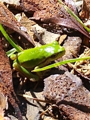 Hyla walkeri