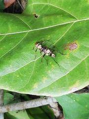 Neoclytus augusti