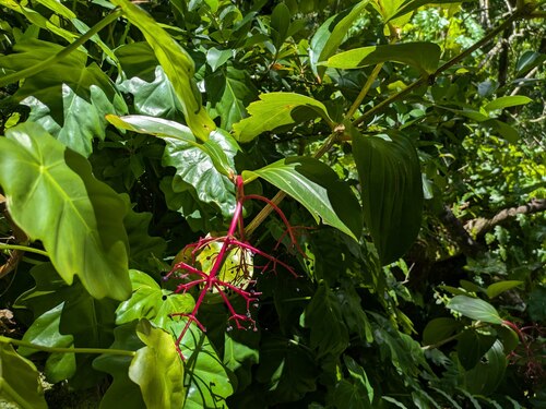 Medinilla cumingii, photograph 4