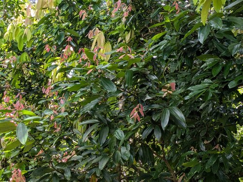 Cinnamomum verum