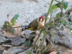 Carduelis carduelis