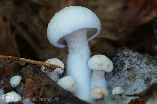 Asterophora lycoperdoides