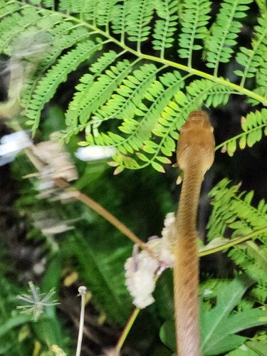 Brown Tree Snake sighting