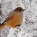 Siberian Jay - Photo (c) Rene Jakobson, some rights reserved (CC BY-NC-SA)