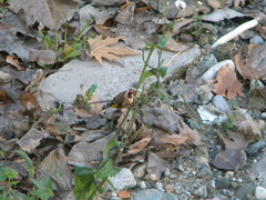 Carduelis carduelis