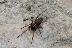 Amaurobioides