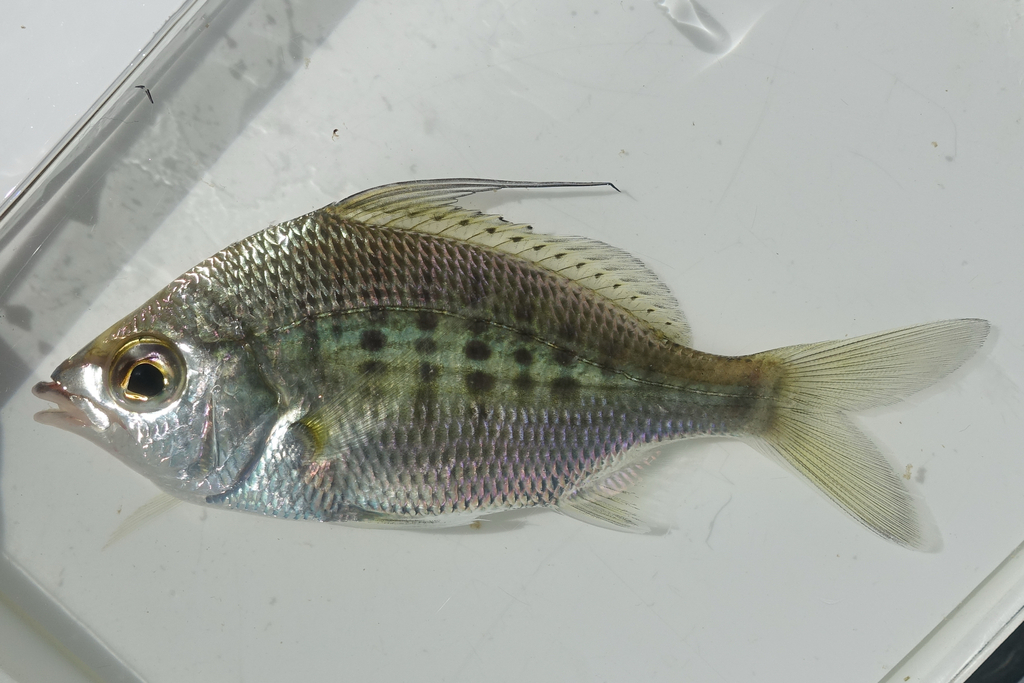 Whipfin Silver-Biddy