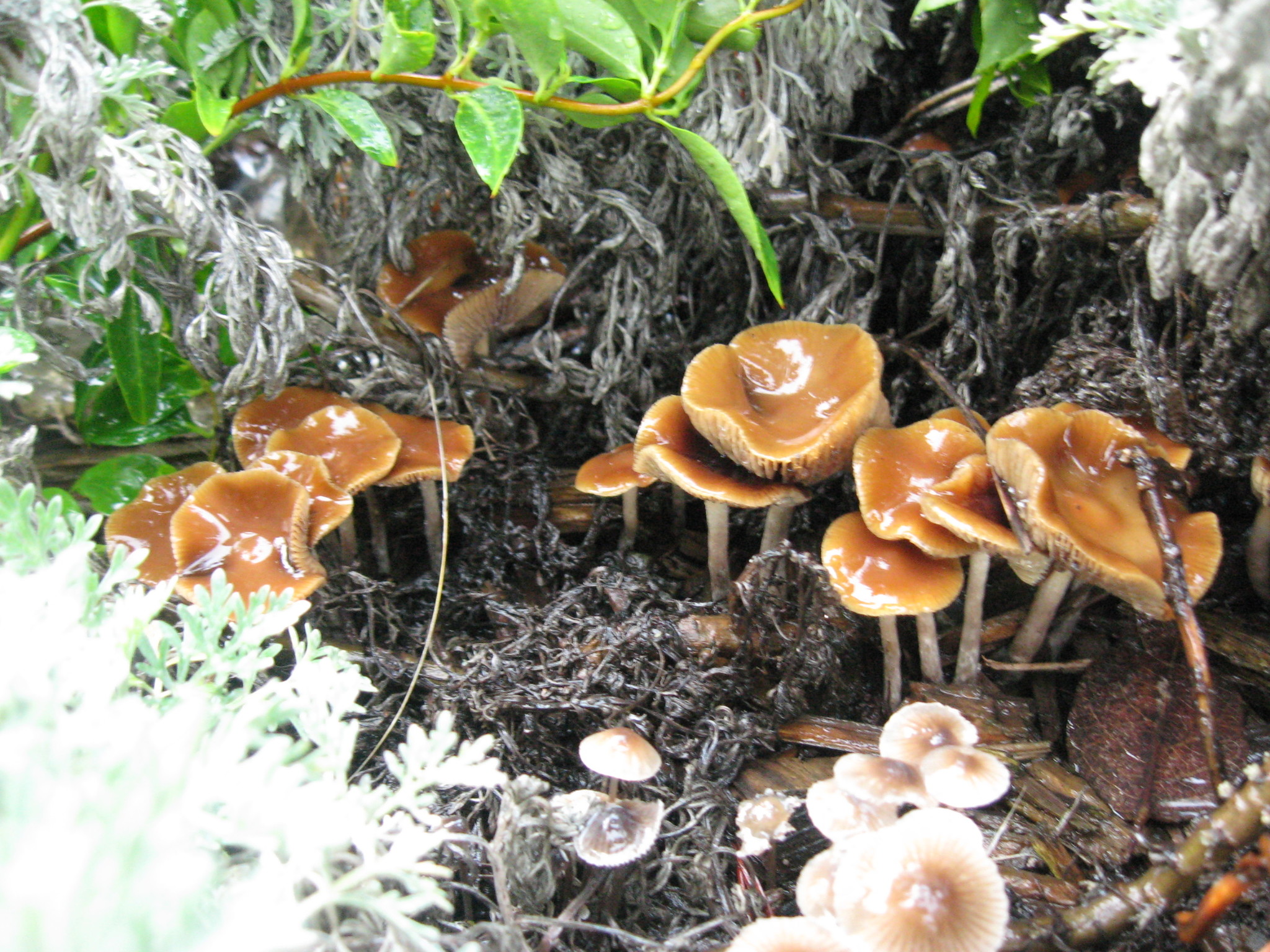 Psilocybe cyanescens image