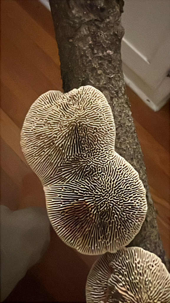 Daedaleopsis