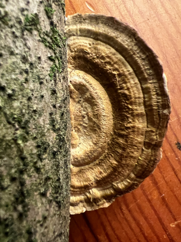 Daedaleopsis
