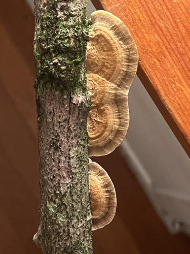 Daedaleopsis