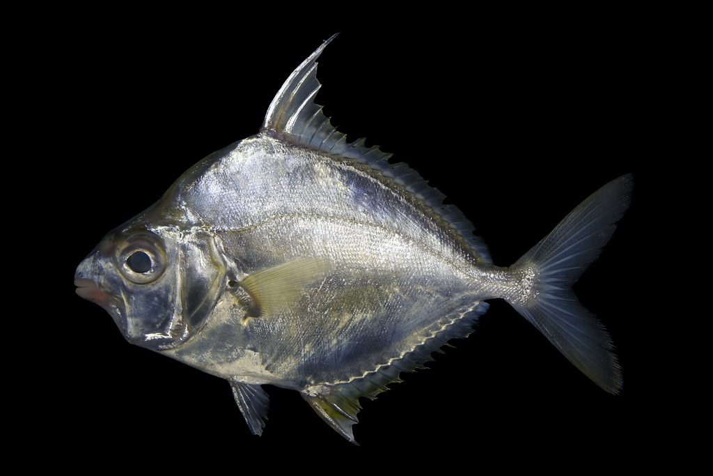 Common Ponyfish