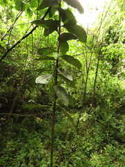 Ocotea caesariata