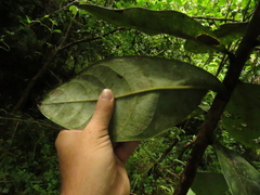 Ocotea caesariata