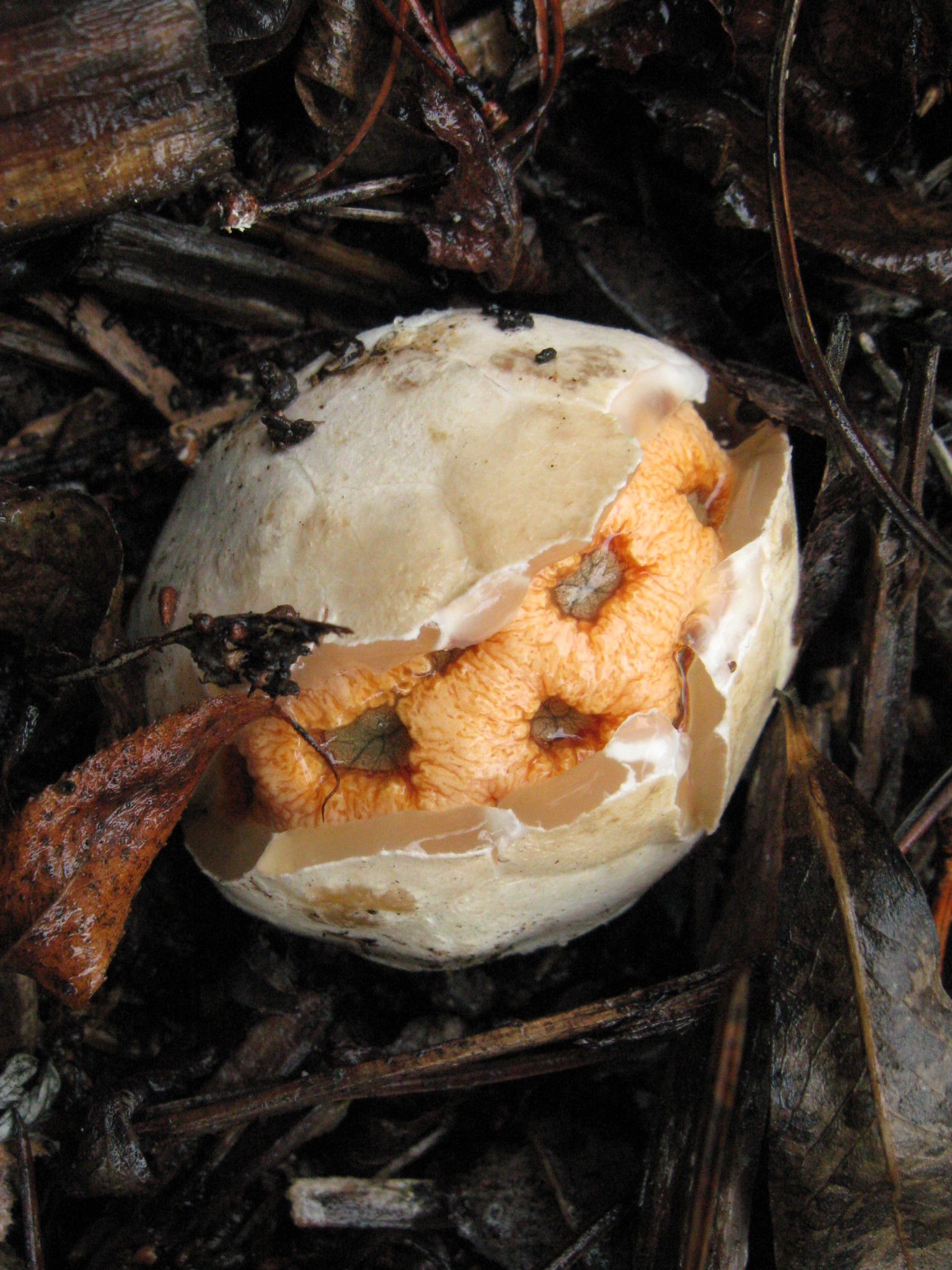 Clathrus ruber image