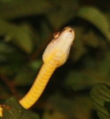 Boiga cynodon