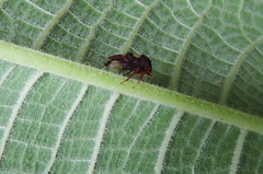 Maturnaria ephippigera