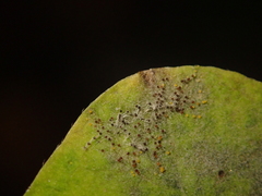 Erysiphe symphoricarpi