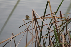 Phylloscopus collybita