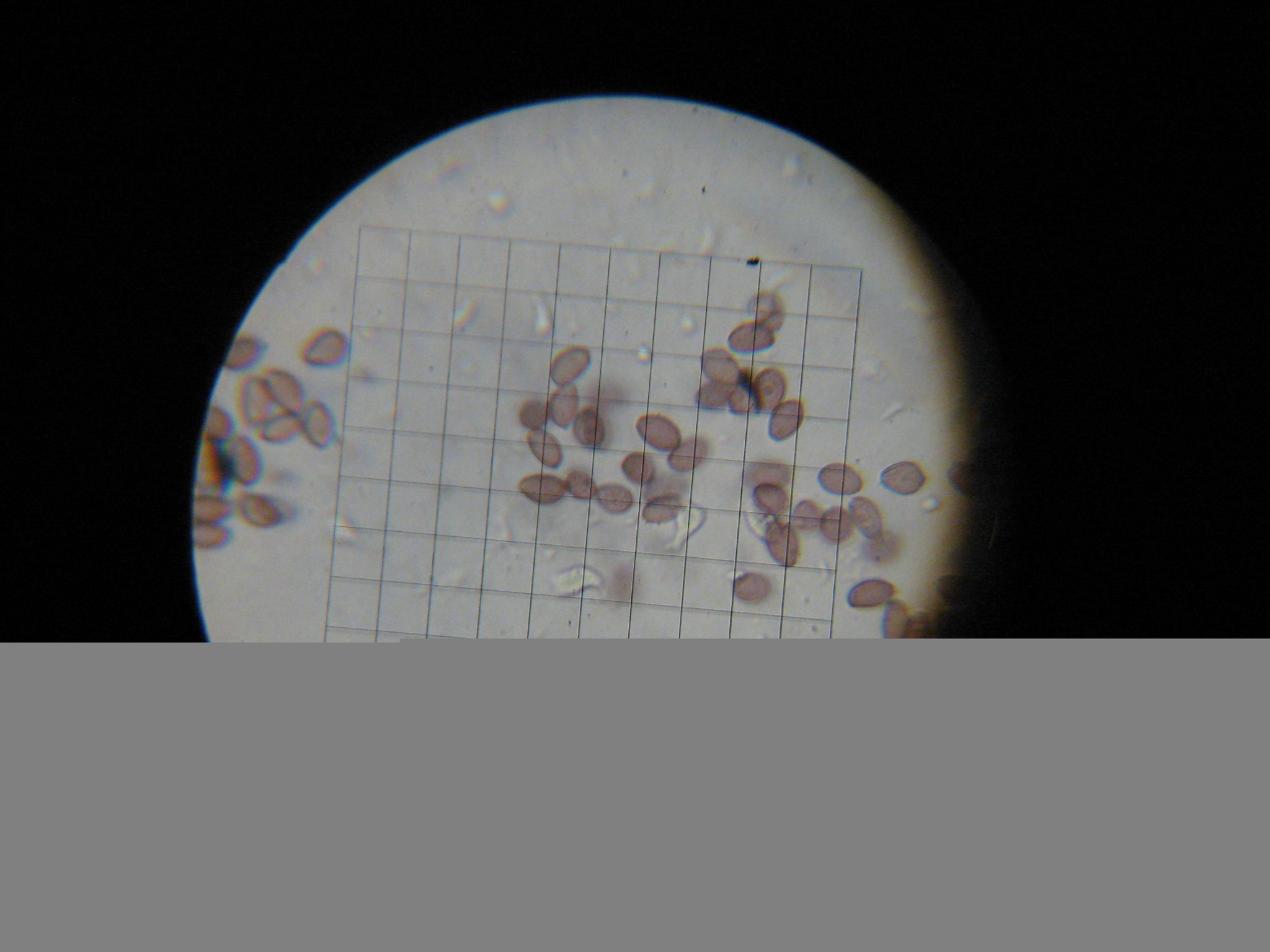 Psilocybe ovoideocystidiata image