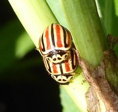 Declivitata hamata pygmaea