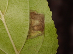Stigmella catharticella