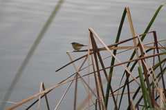 Phylloscopus collybita