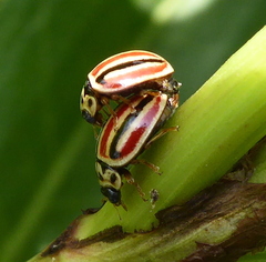 Declivitata hamata pygmaea