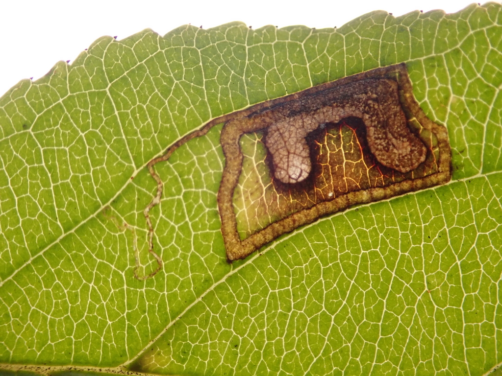 Buckthorn Pigmy