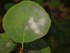 Erysiphe symphoricarpi