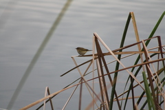 Phylloscopus collybita
