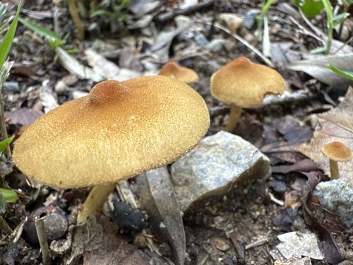 Lacrymaria lacrymabunda