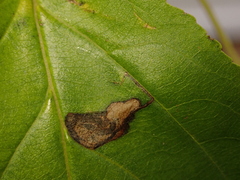 Stigmella catharticella