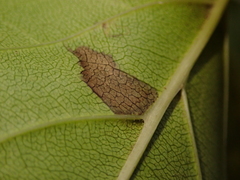 Stigmella catharticella