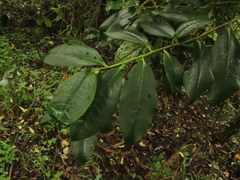 Symplocos mucronata