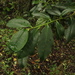 Symplocos mucronata - Photo (c) Mateo Hernandez Schmidt, some rights reserved (CC BY-NC-SA), uploaded by Mateo Hernandez Schmidt