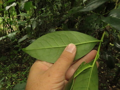 Symplocos mucronata
