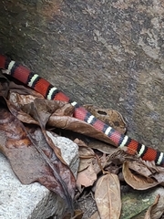 Lampropeltis abnorma