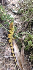 Niceforo's Andes Anole photo 3