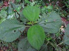 Maturnaria ephippigera