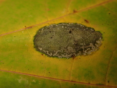 Phyllonorycter joannisi