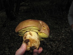 Butyriboletus persolidus