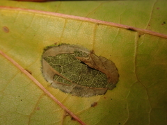 Phyllonorycter joannisi