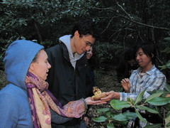 Butyriboletus persolidus