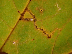 Stigmella aceris