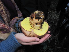 Butyriboletus persolidus